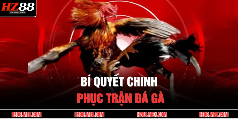 Đá Gà Cựa Dao – Đỉnh Cao Kịch Tính, Cuộc Đấu Rực Lửa 4 Bí quyết chinh phục trận đá gà