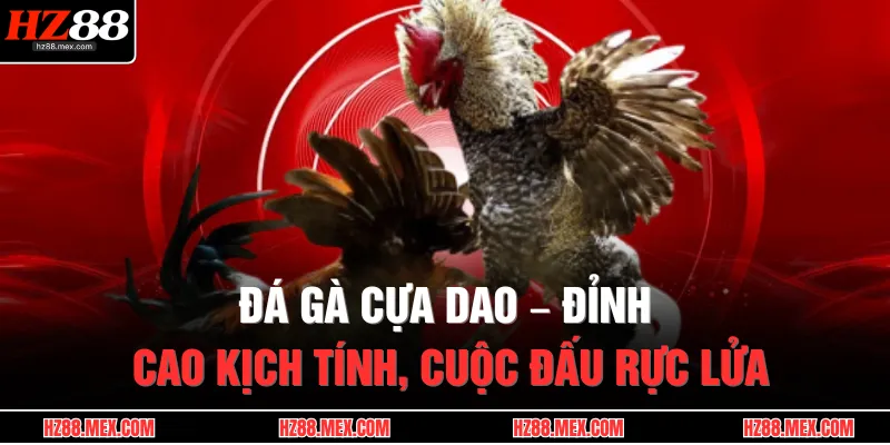 Đá Gà Cựa Dao – Đỉnh Cao Kịch Tính, Cuộc Đấu Rực Lửa 1 da ga cua dao dinh cao kich tinh cuoc dau ruc lua