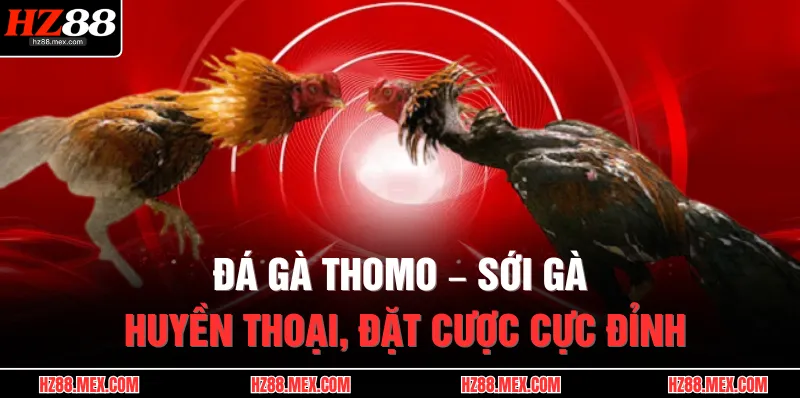 Đá Gà Thomo – Sới Gà Huyền Thoại, Đặt Cược Cực Đỉnh 1 Đá Gà Thomo – Sới Gà Huyền Thoại, Đặt Cược Cực Đỉnh