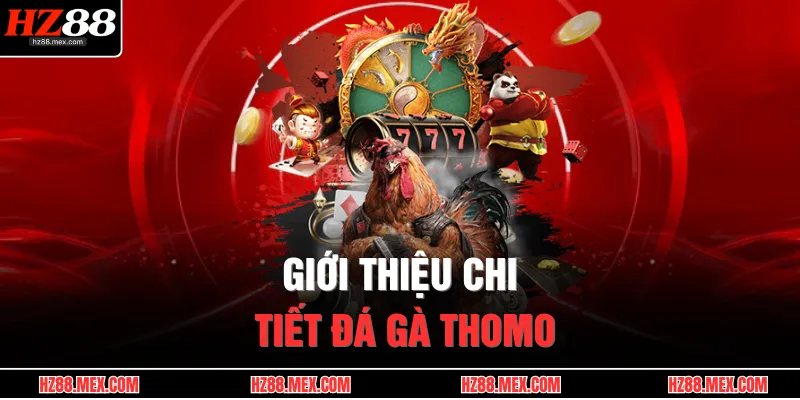 Đá Gà Thomo – Sới Gà Huyền Thoại, Đặt Cược Cực Đỉnh 2 Giới thiệu chi tiết đá gà Thomo