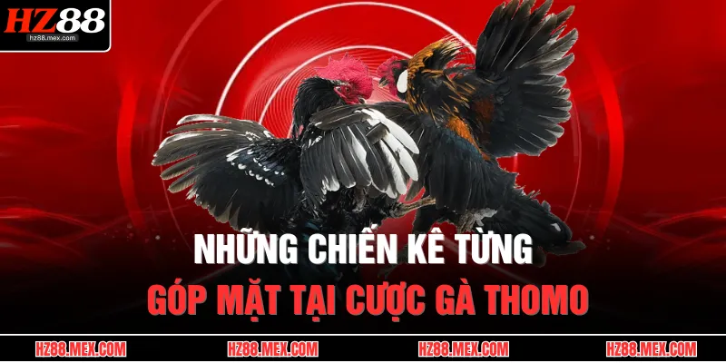Đá Gà Thomo – Sới Gà Huyền Thoại, Đặt Cược Cực Đỉnh 4 Những chiến kê từng góp mặt tại cược gà Thomo